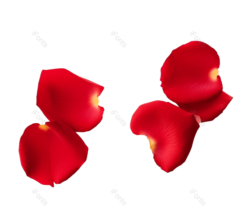 装饰图片,花瓣装饰元素,520PNG,玫瑰花免抠素材
